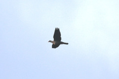 Columba albinucha