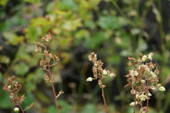 Heuchera alba