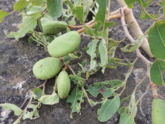 Detarium microcarpum