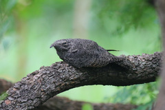 Caprimulgus tristigma