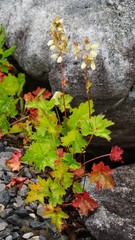 Heuchera alba