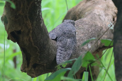 Caprimulgus tristigma