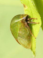 Stictocephala lutea