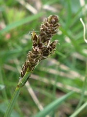 Carex lachenalii