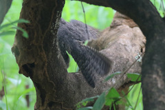 Caprimulgus tristigma