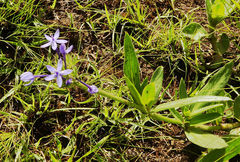 Pentanisia prunelloides prunelloides