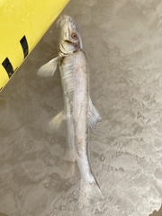 Catostomus latipinnis