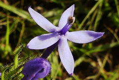 Pentanisia prunelloides prunelloides