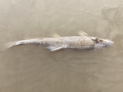 Catostomus latipinnis