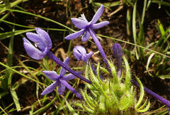 Pentanisia prunelloides prunelloides
