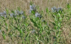 Amsonia repens
