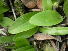 Pterygodium volucris