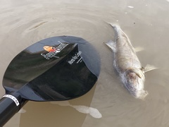 Catostomus latipinnis