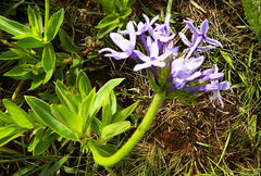 Pentanisia prunelloides prunelloides