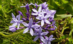 Pentanisia prunelloides prunelloides