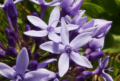 Pentanisia prunelloides prunelloides