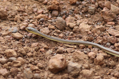 Psammophis phillipsii