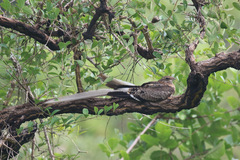 Caprimulgus vexillarius