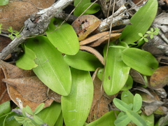 Pterygodium volucris