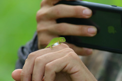 Chamaeleo laevigatus