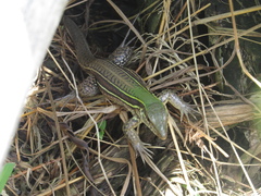 Ameiva praesignis