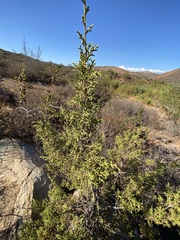 Cupressus forbesii