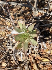 Dudleya ingens