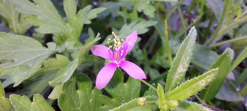 Cleome simplicifolia