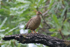Pternistis icterorhynchus