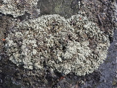 Xanthoparmelia stenophylla