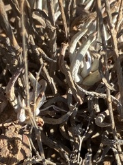 Dudleya attenuata attenuata