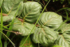 Pentanisia prunelloides subsp. latifolia image
