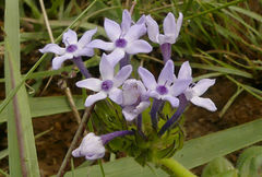 Pentanisia prunelloides subsp. latifolia image