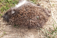 Erinaceus roumanicus