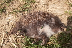 Erinaceus roumanicus