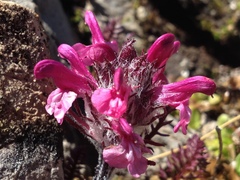 Pedicularis rosea