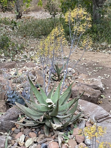 Aloe chabaudii image