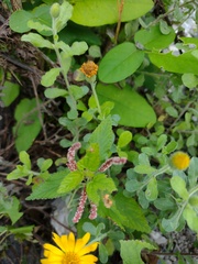 Acalypha monostachya