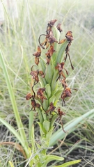 Habenaria epipactidea