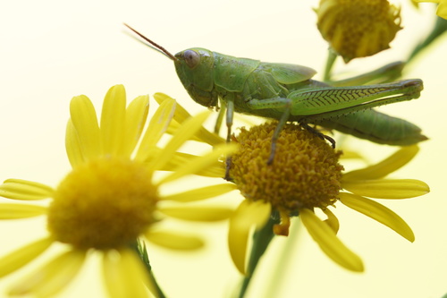 Leek Grasshopper, 77716 Hofstetten, Deutschland, photo 10 of 10