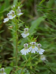 Euphrasia cuspidata