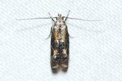 Blastodacna atra
