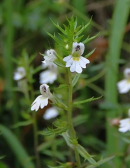 Euphrasia cuspidata