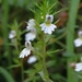 Euphrasia cuspidata - Photo (c) Alenka Mihoric, algunos derechos reservados (CC BY-NC), subido por Alenka Mihoric