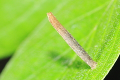 Coleophora cornella