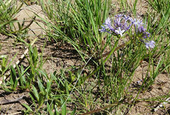 Pentanisia prunelloides prunelloides