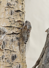 Diceroprocta eugraphica