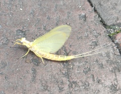 Hexagenia limbata