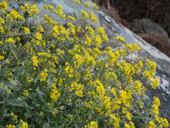 Aurinia saxatilis