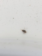 Brychius hungerfordi